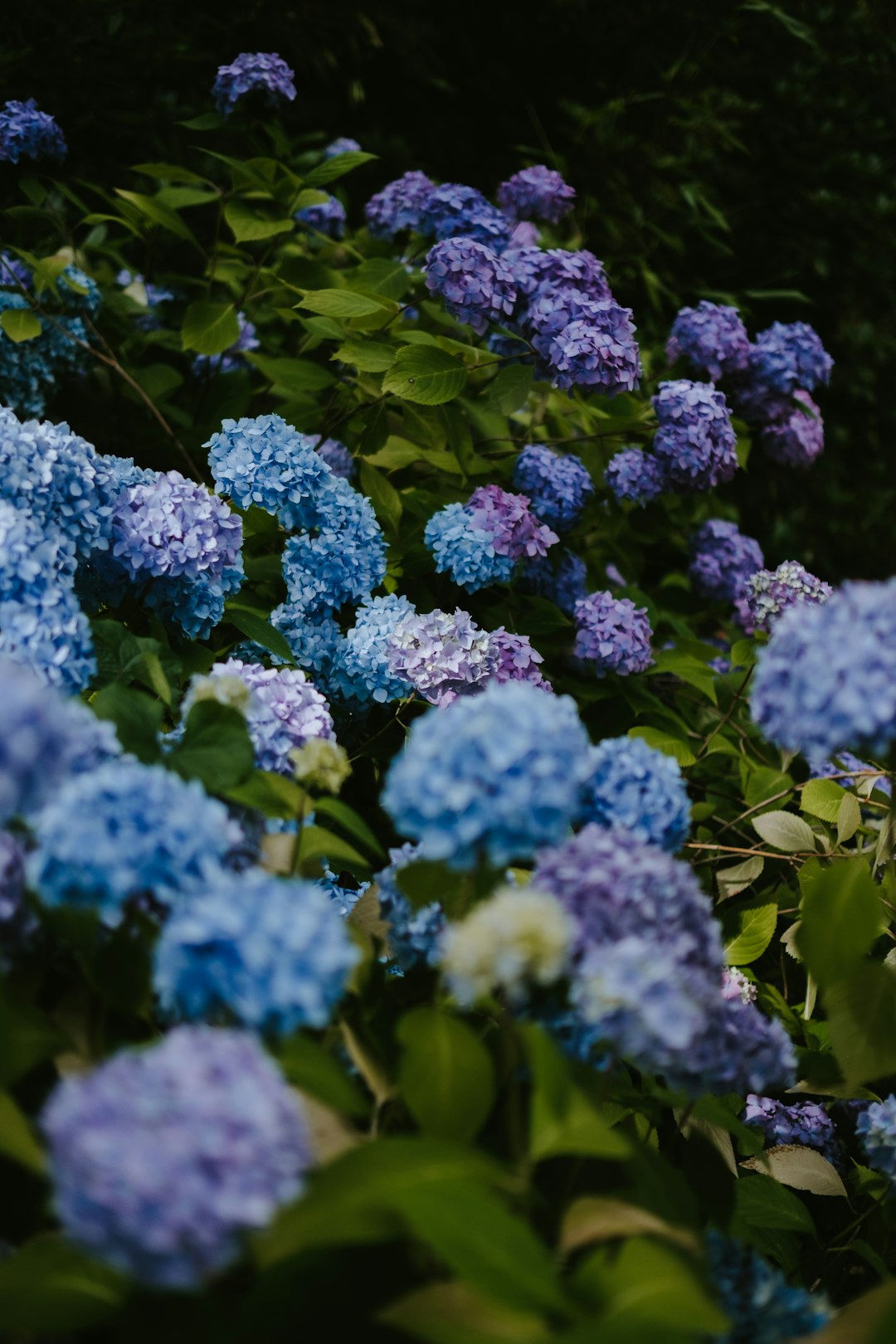 purple and blue hydrangeas flowers