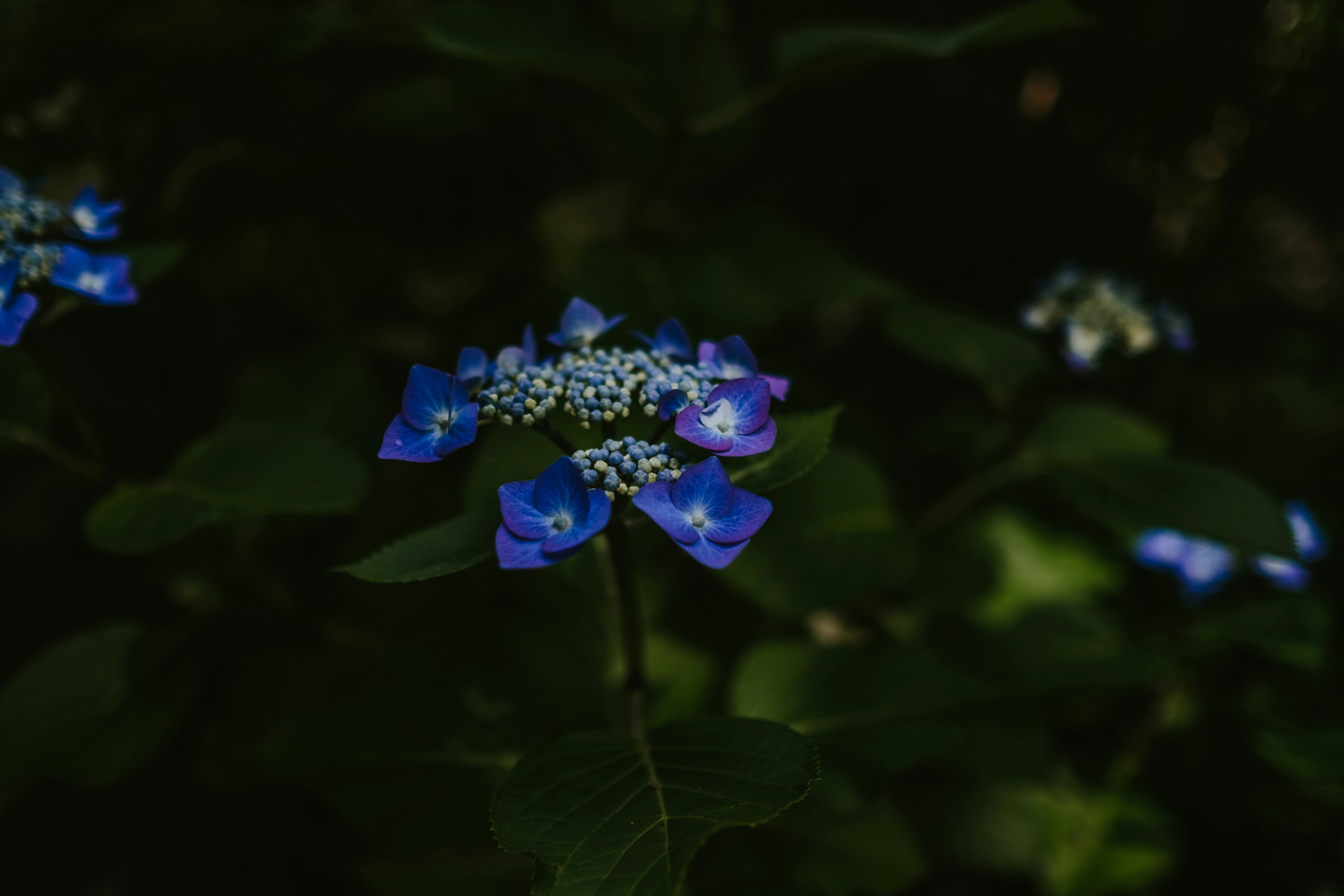 Photo by anniespratt