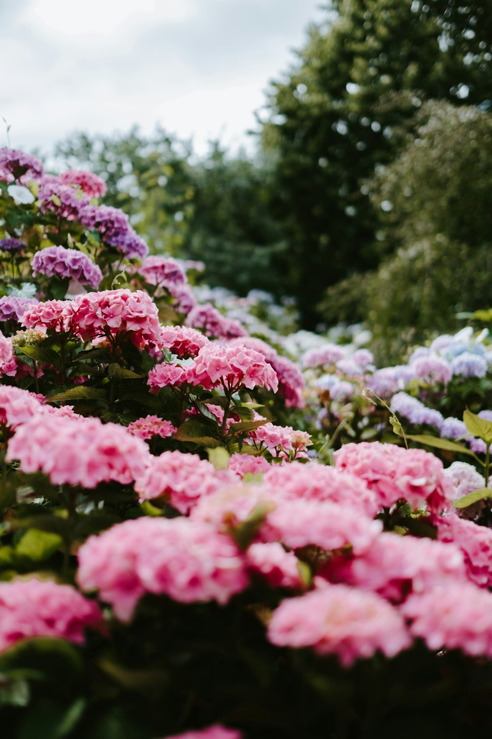 pink petaled flower plants