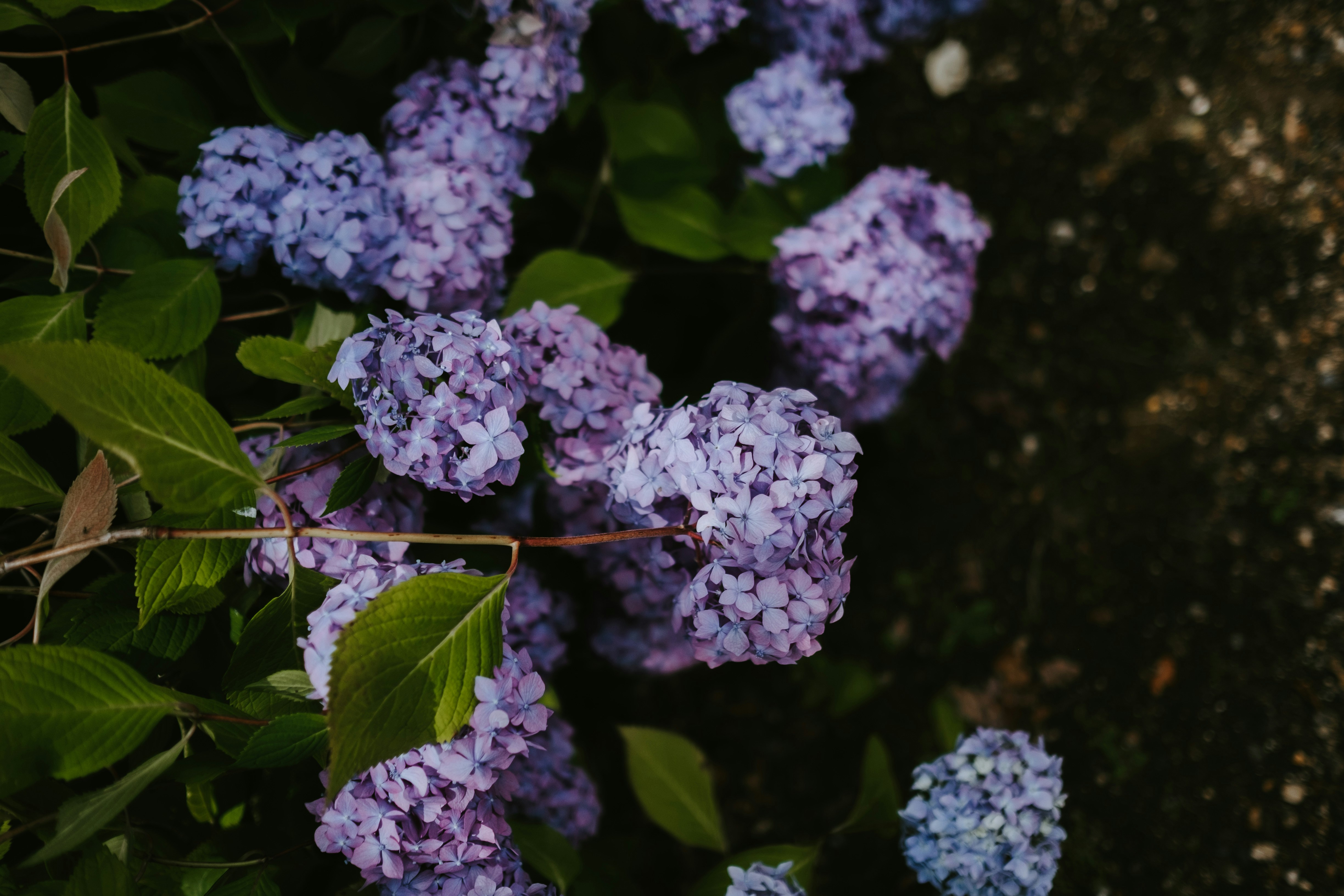 Photo by anniespratt