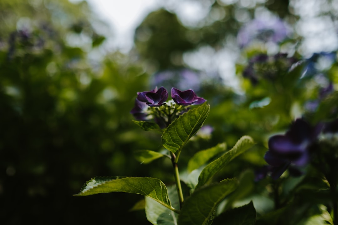 shallow focus photo of purple flower