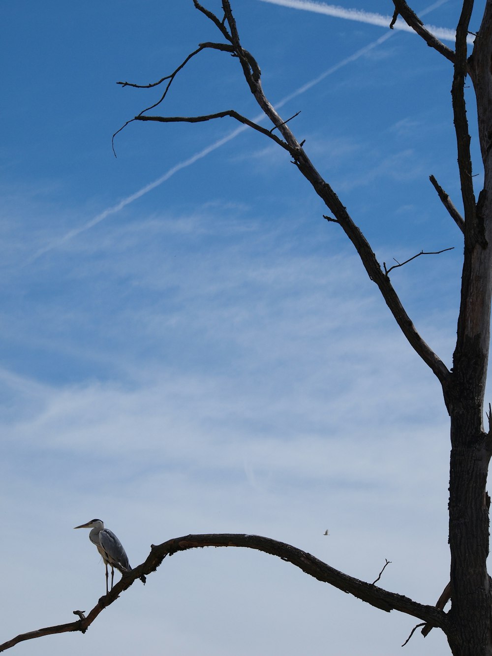 brown long-beaked bird on tree branch