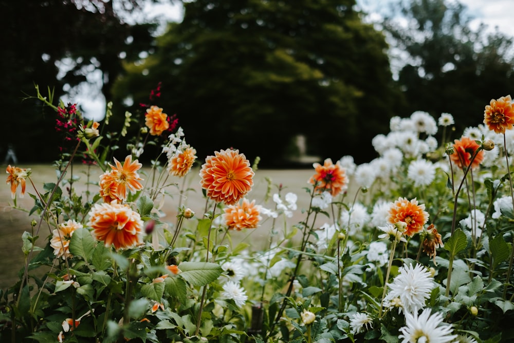 orange and white petaled flower plants