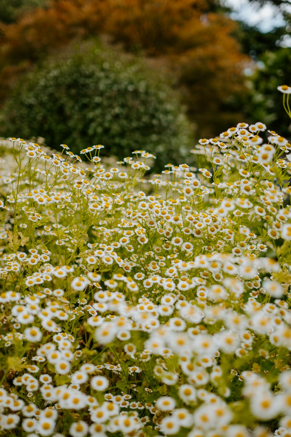 Plantas de flores brancas de pétalas