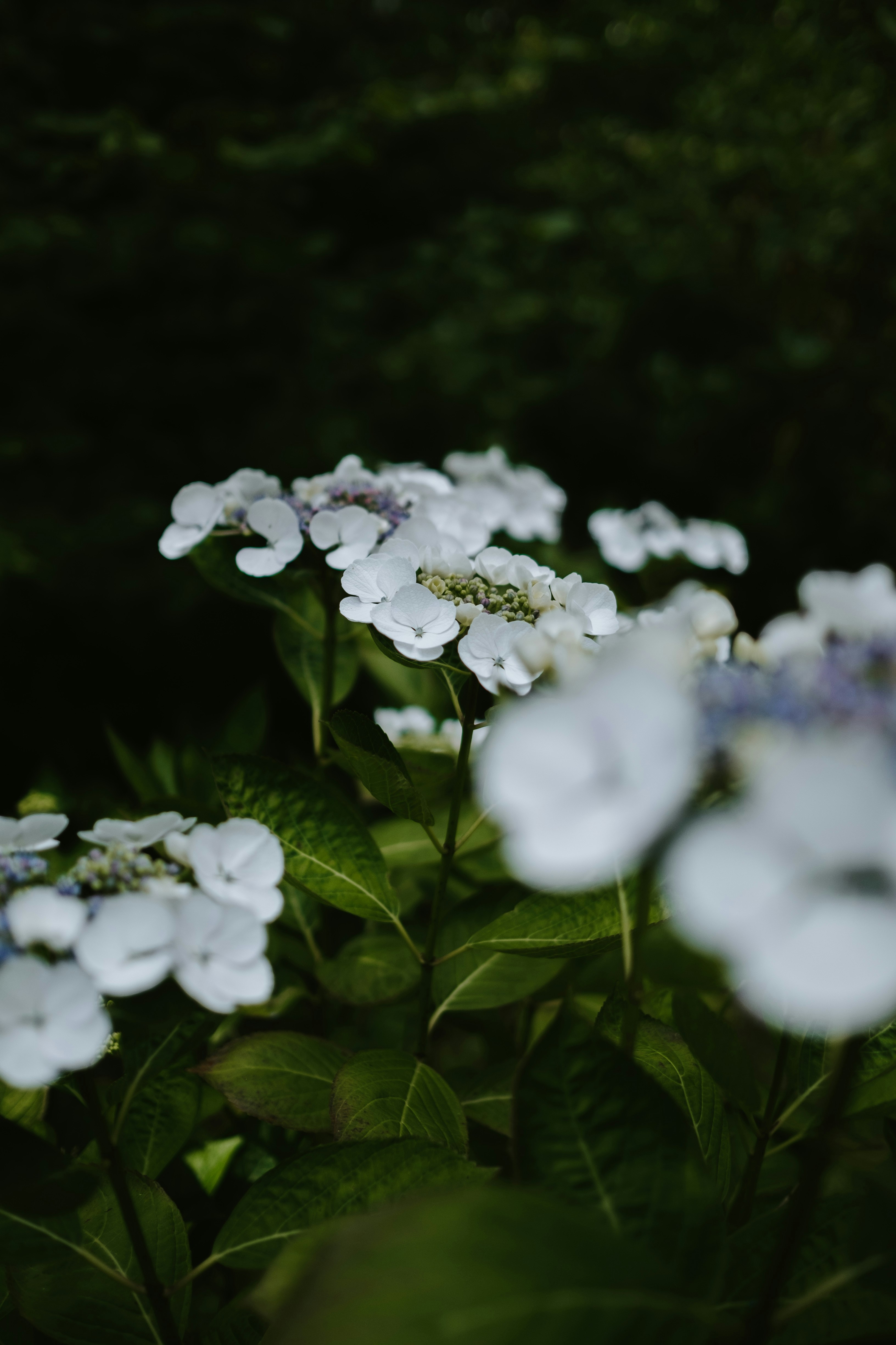 Photo by anniespratt