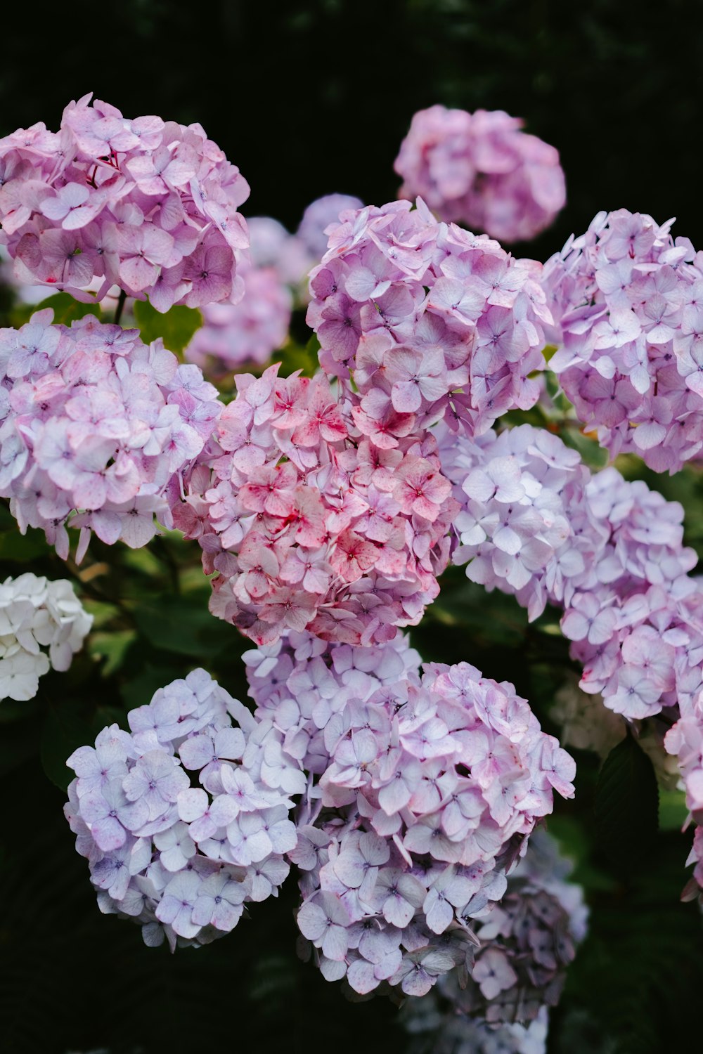 closeup photo of purple and pink flowers