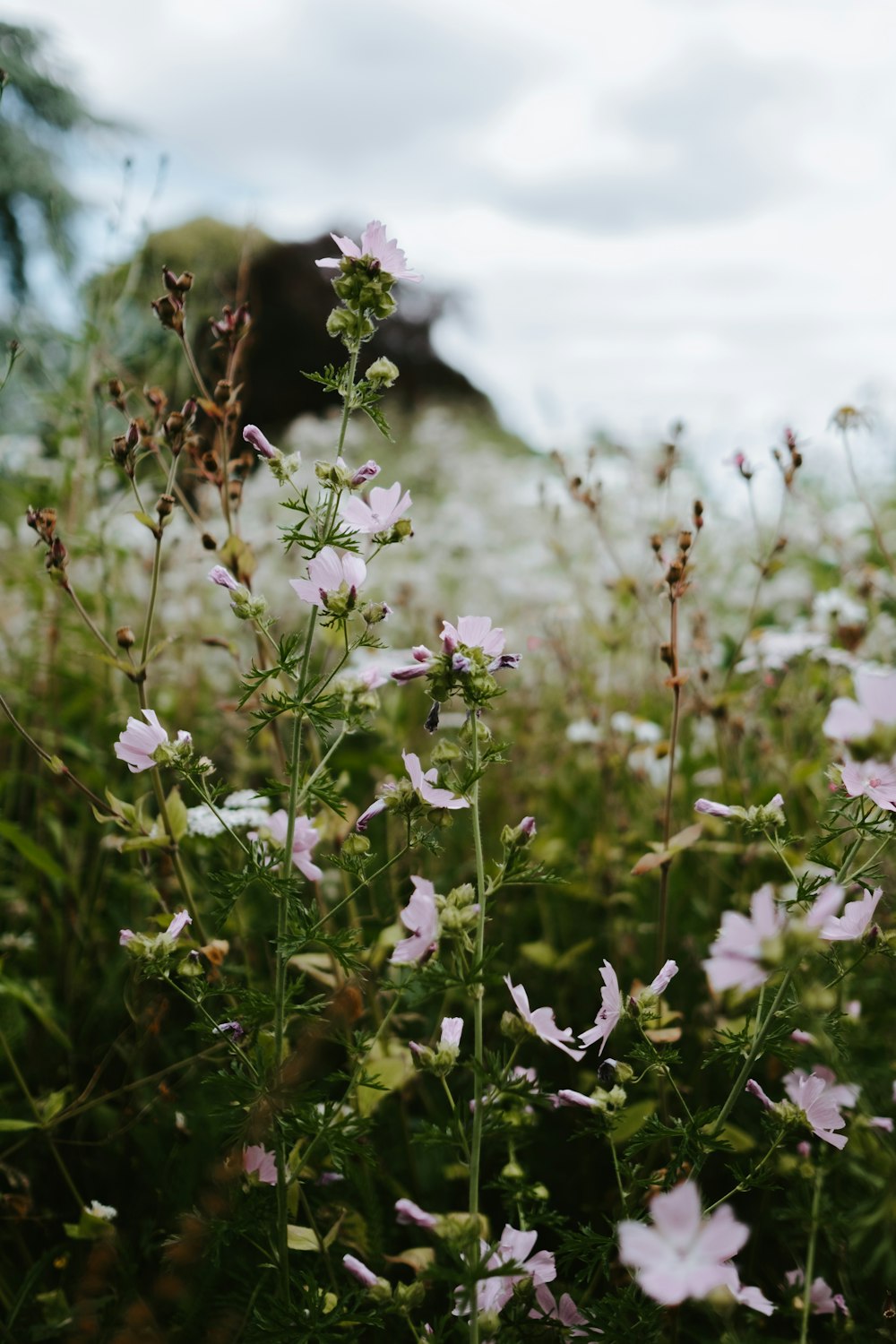 shallow focus photo of white flowers