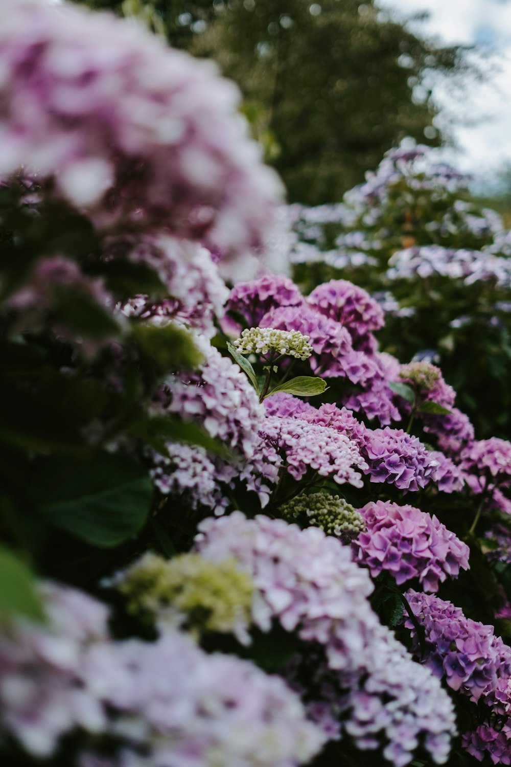 purple-petaled flowers