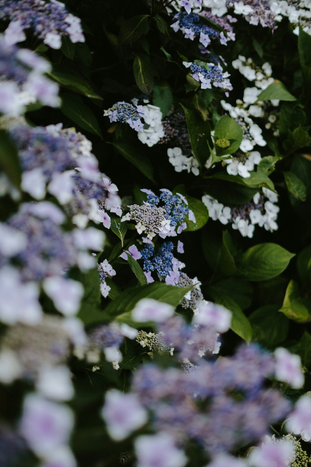 closeup photo of blue and purple flowers