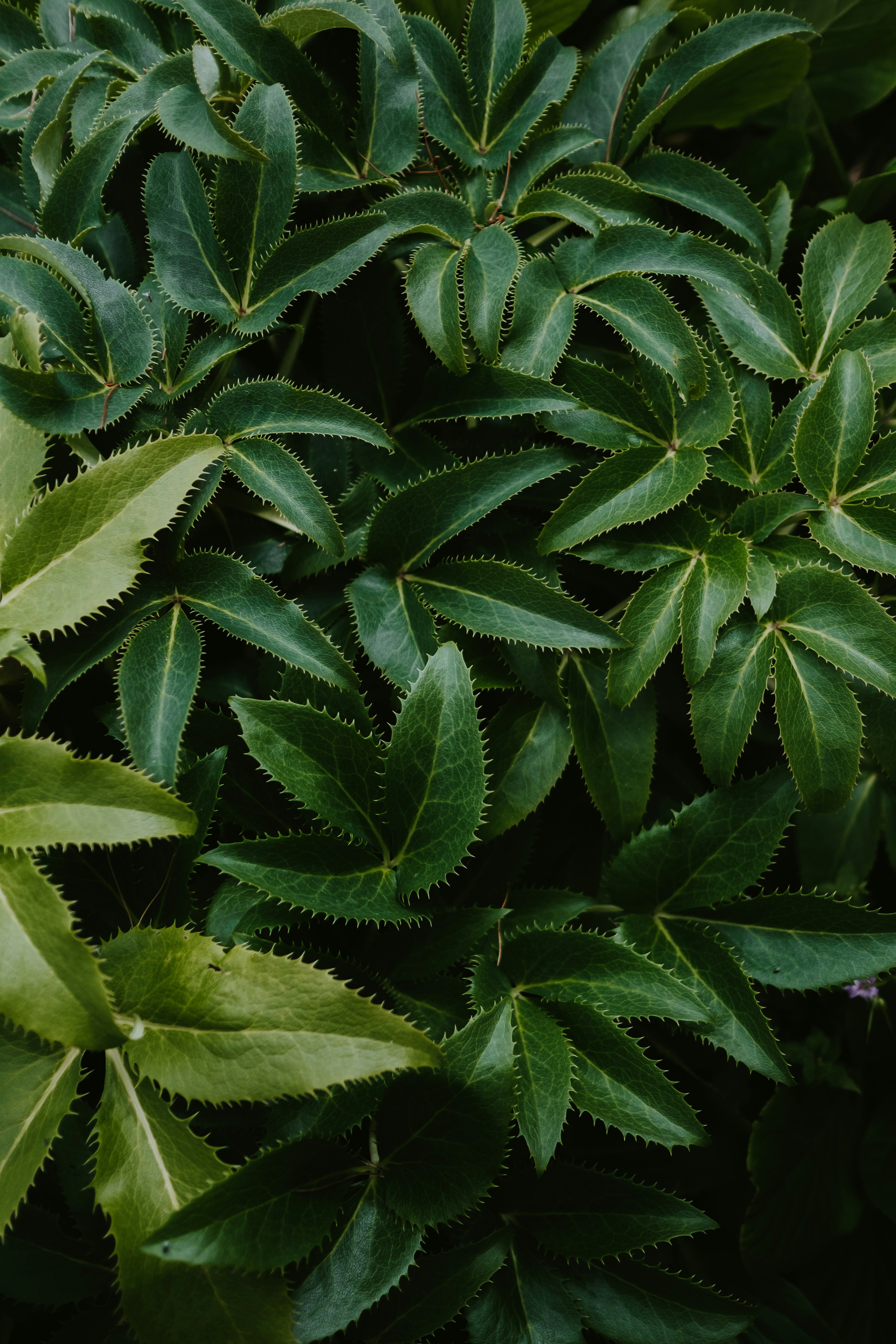 Photo by anniespratt