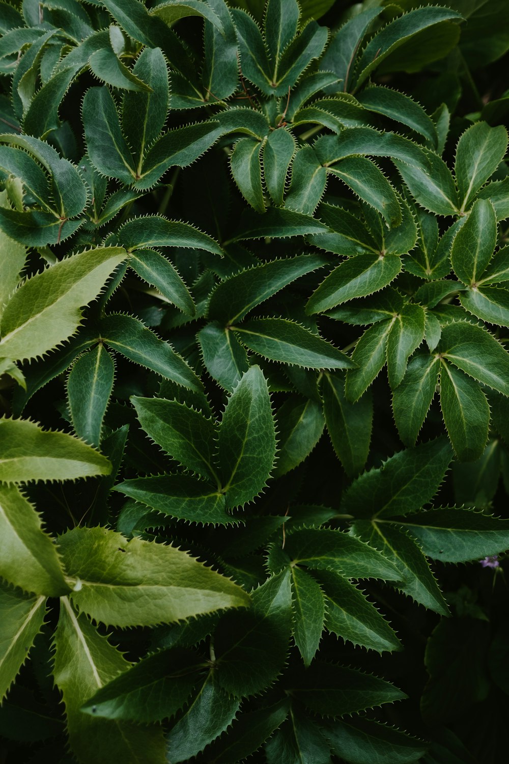 green-leafed plant