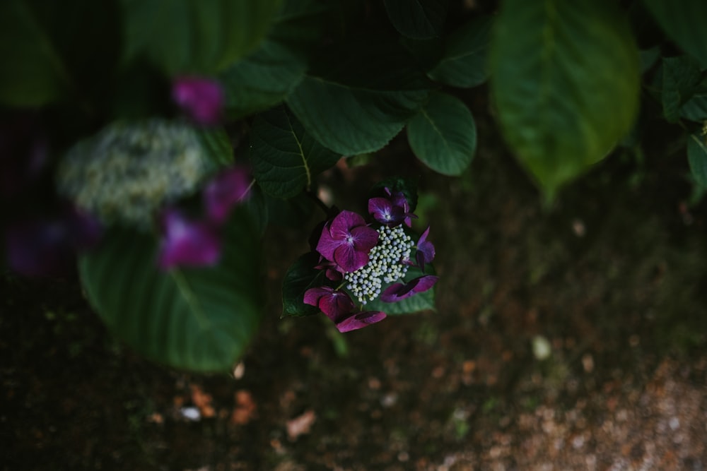 blooming purple hydrangea flowers