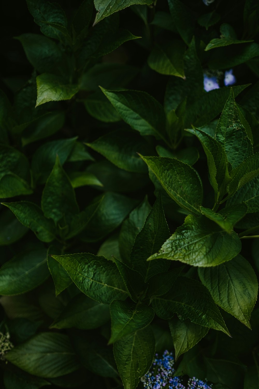 green leafed plant