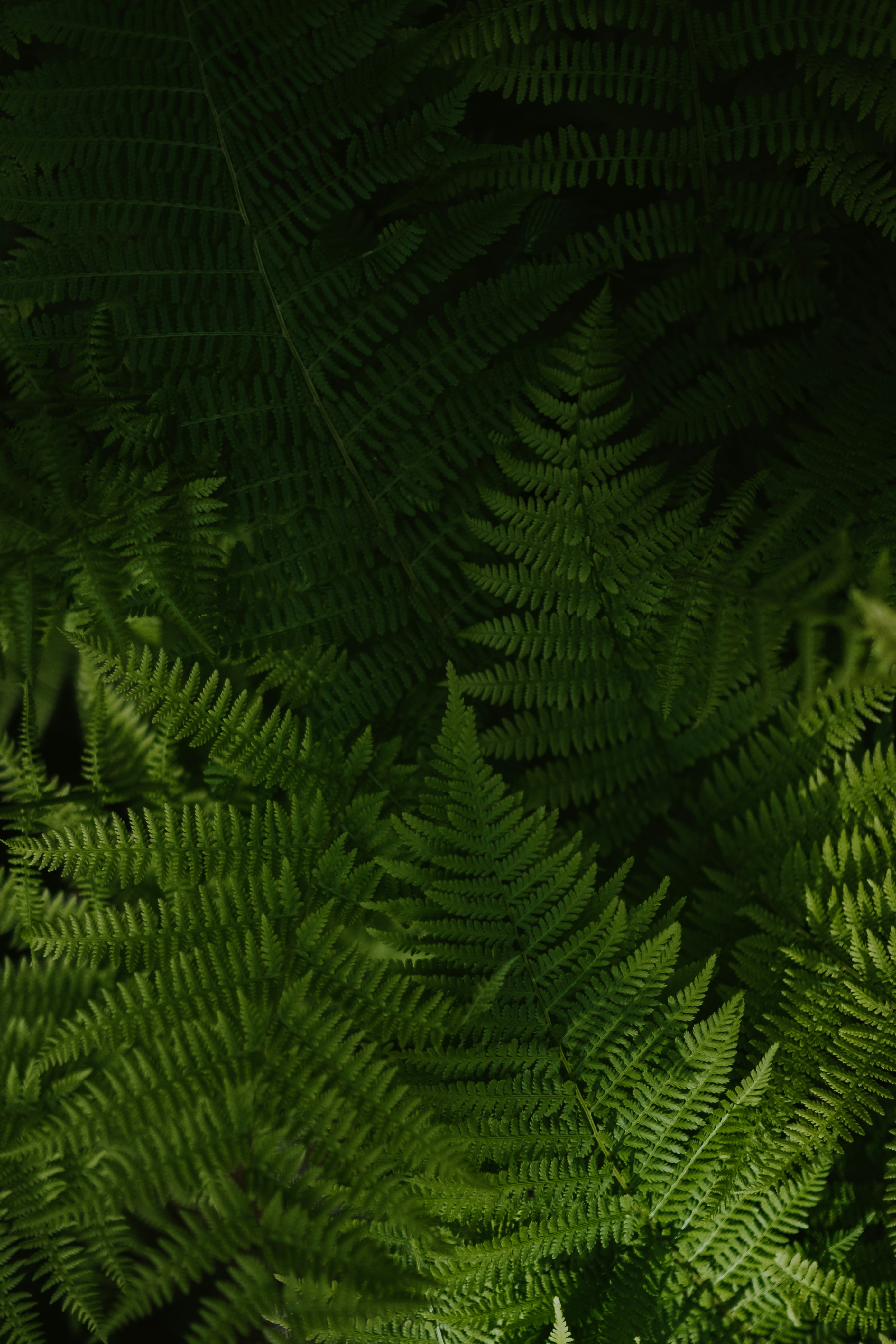 Photo by anniespratt