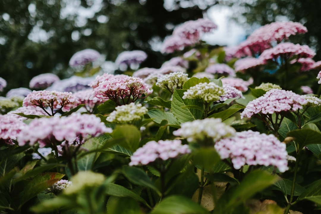 shallow focus photo of pink flowers