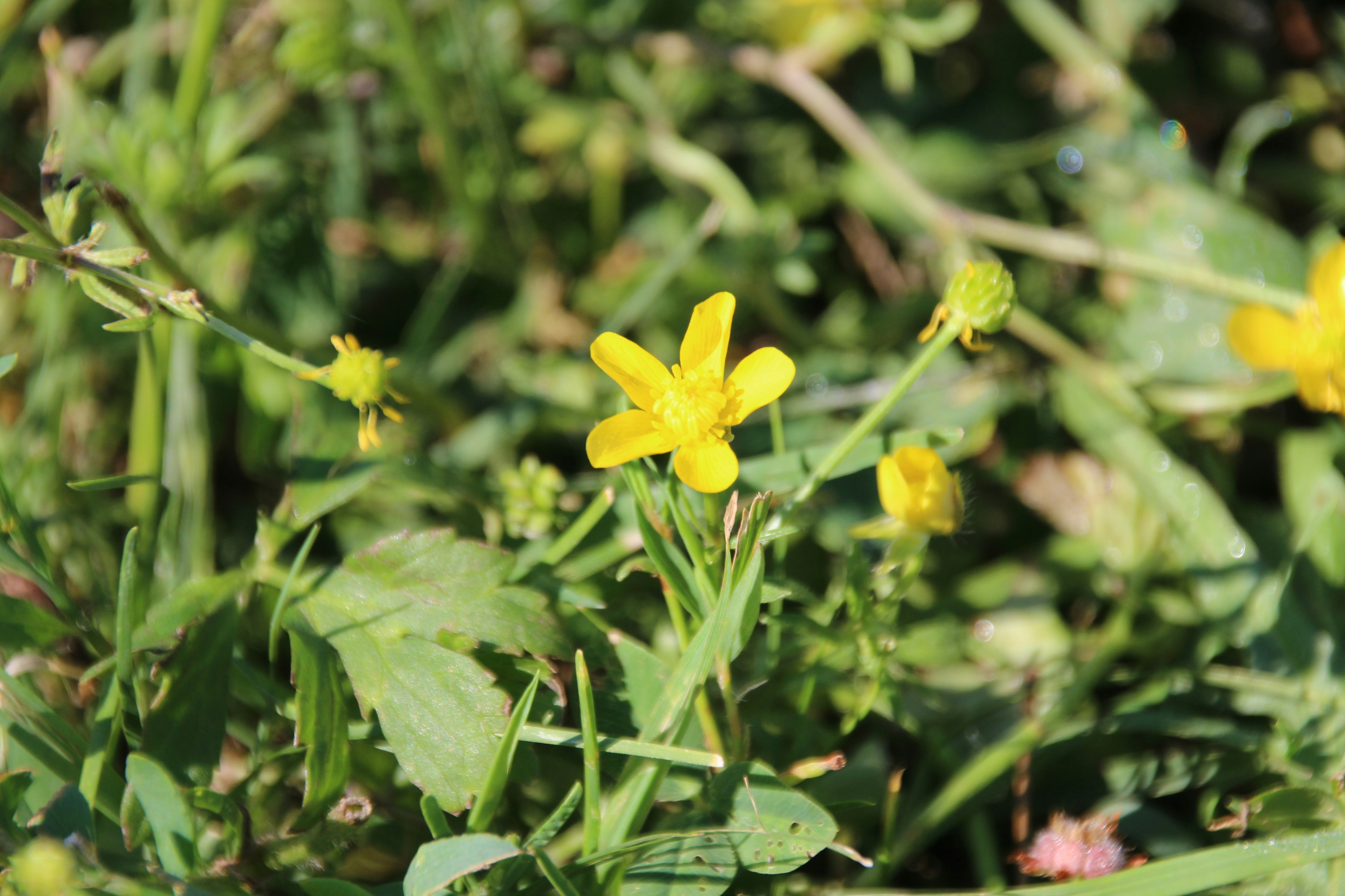 Photo by doveymaevis