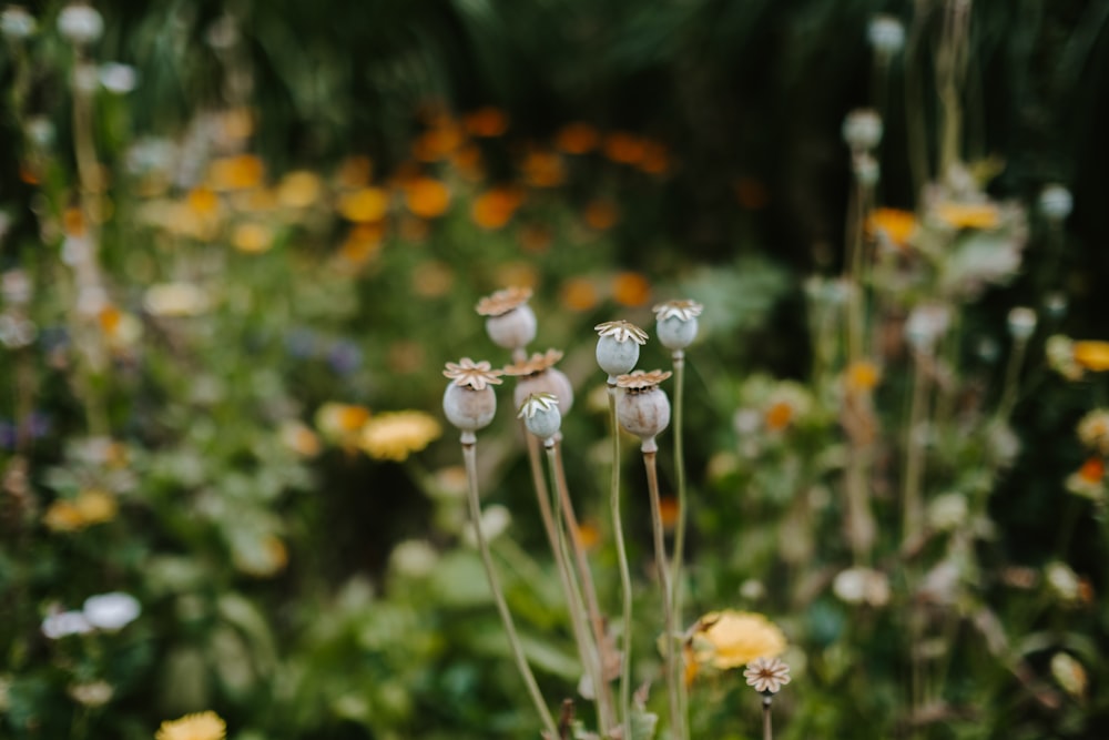 a bunch of flowers that are in the grass