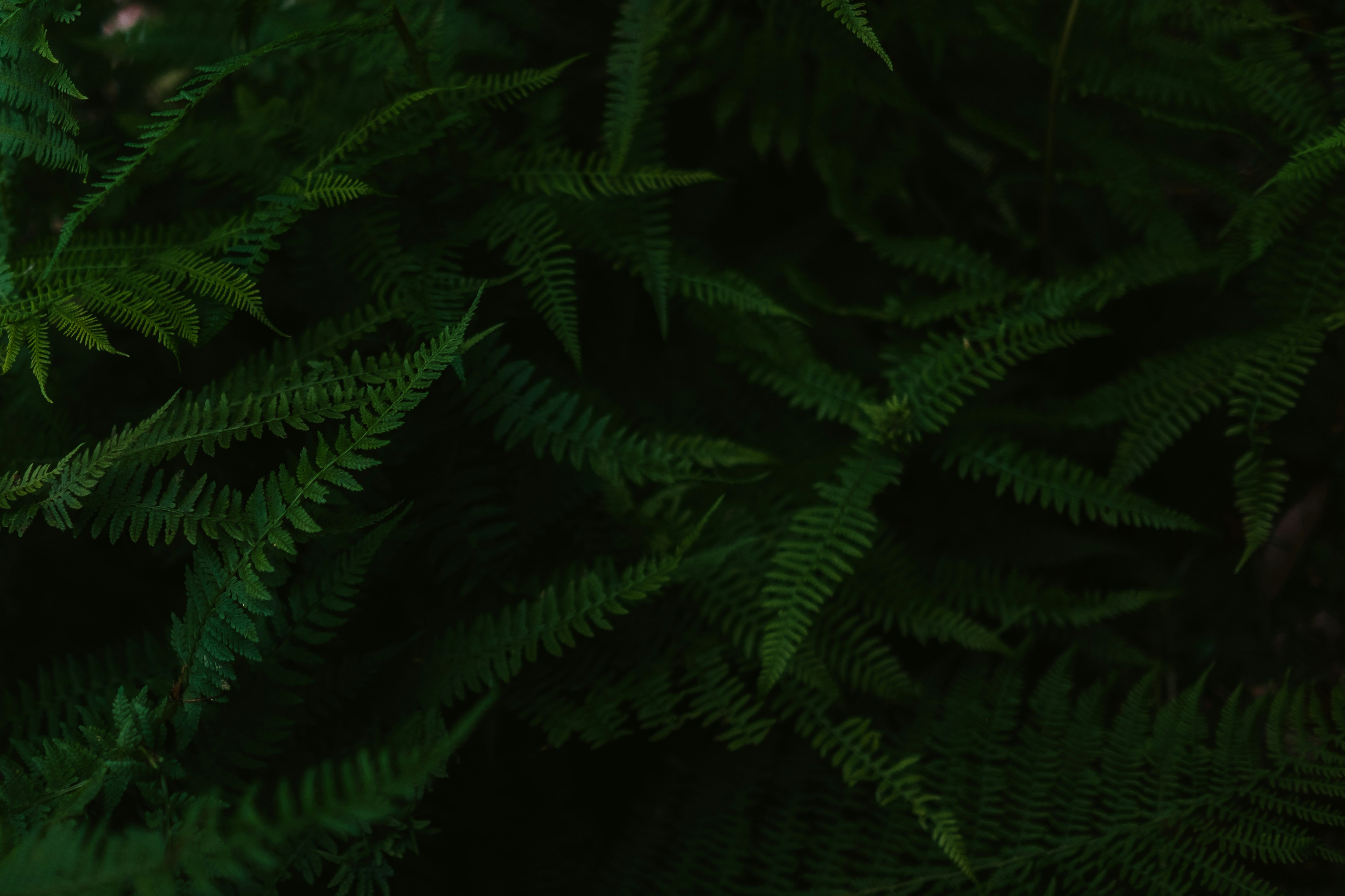 plant