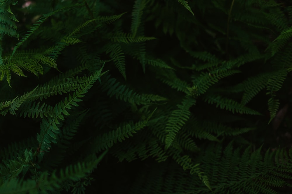 green leafed plants