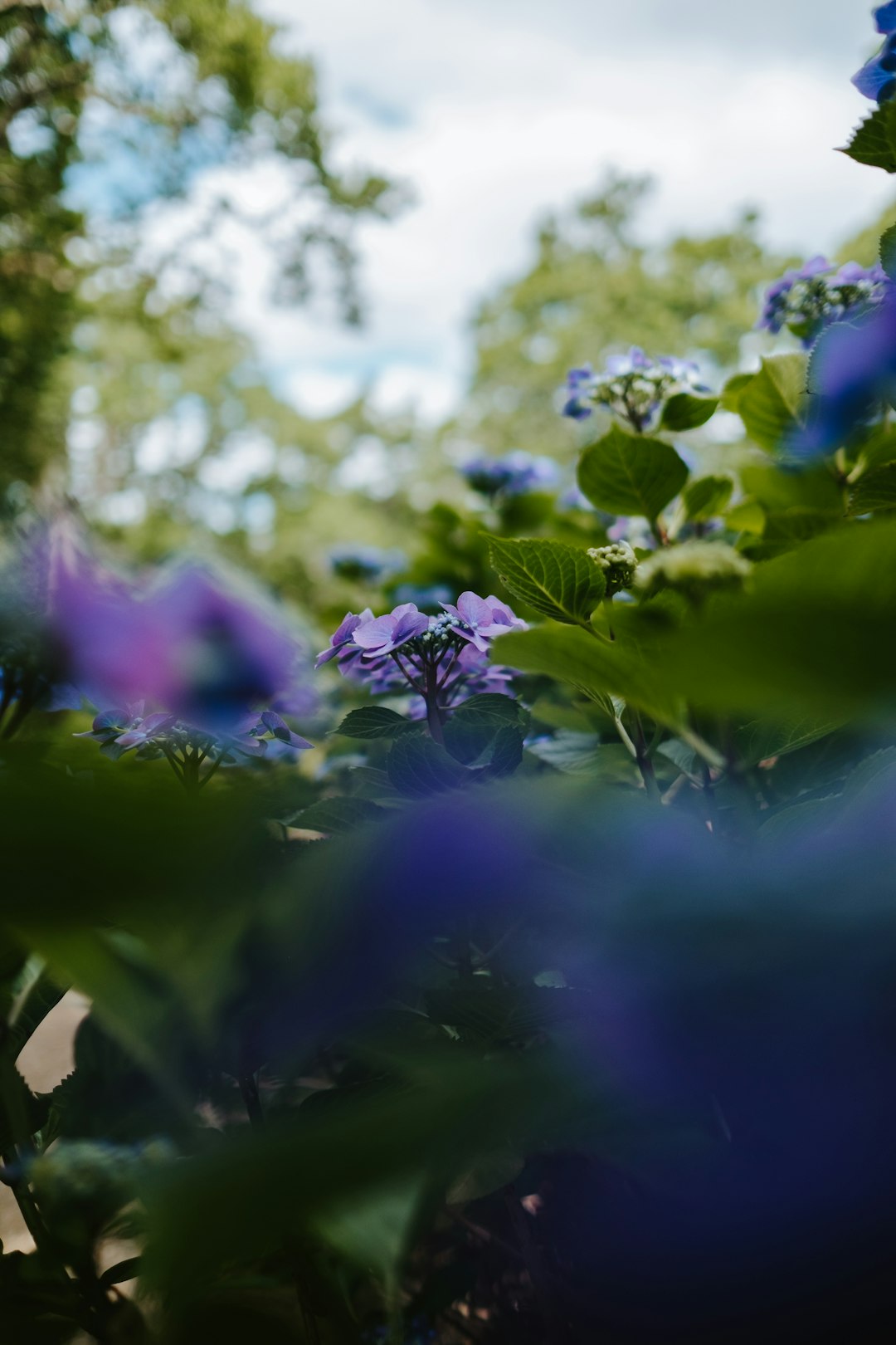 shallow focus photography of green-leafed plant with purple flowers