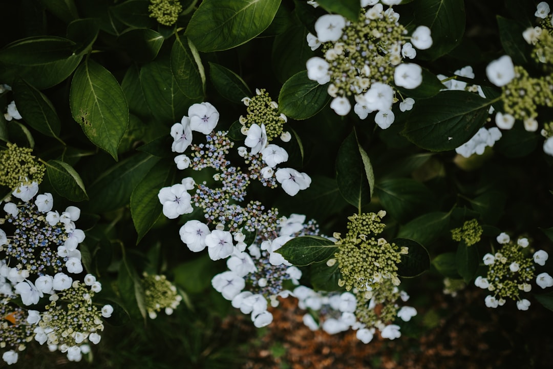 white petaled flower lot