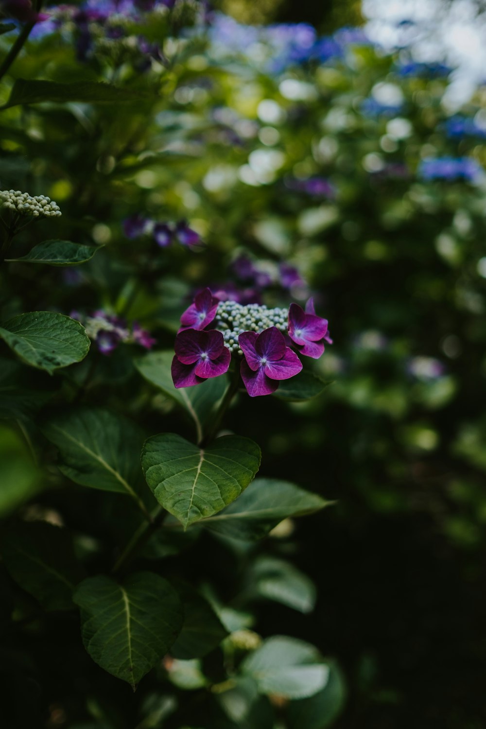 pink flowered plant