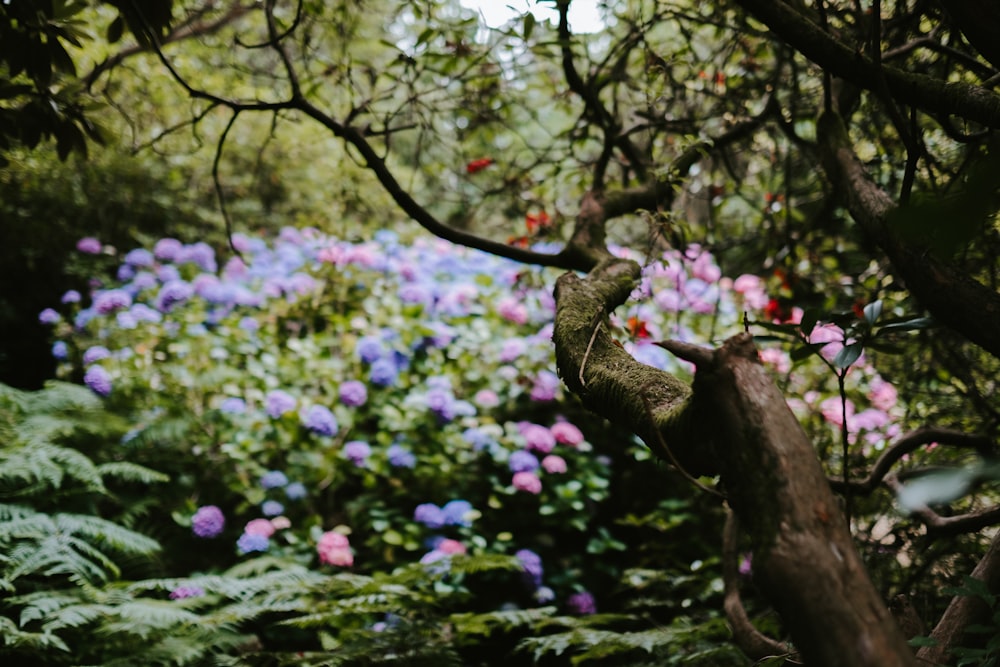 multicolored flowers blooming in forest