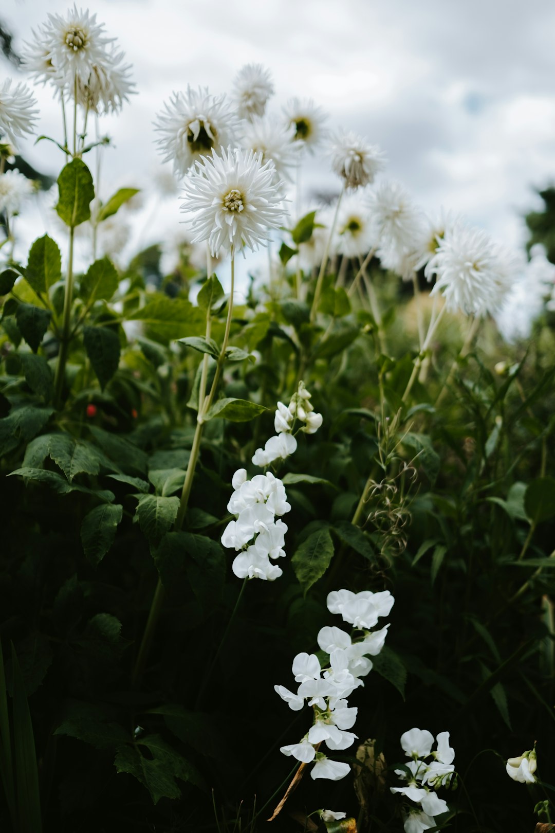 white flowers in bloom