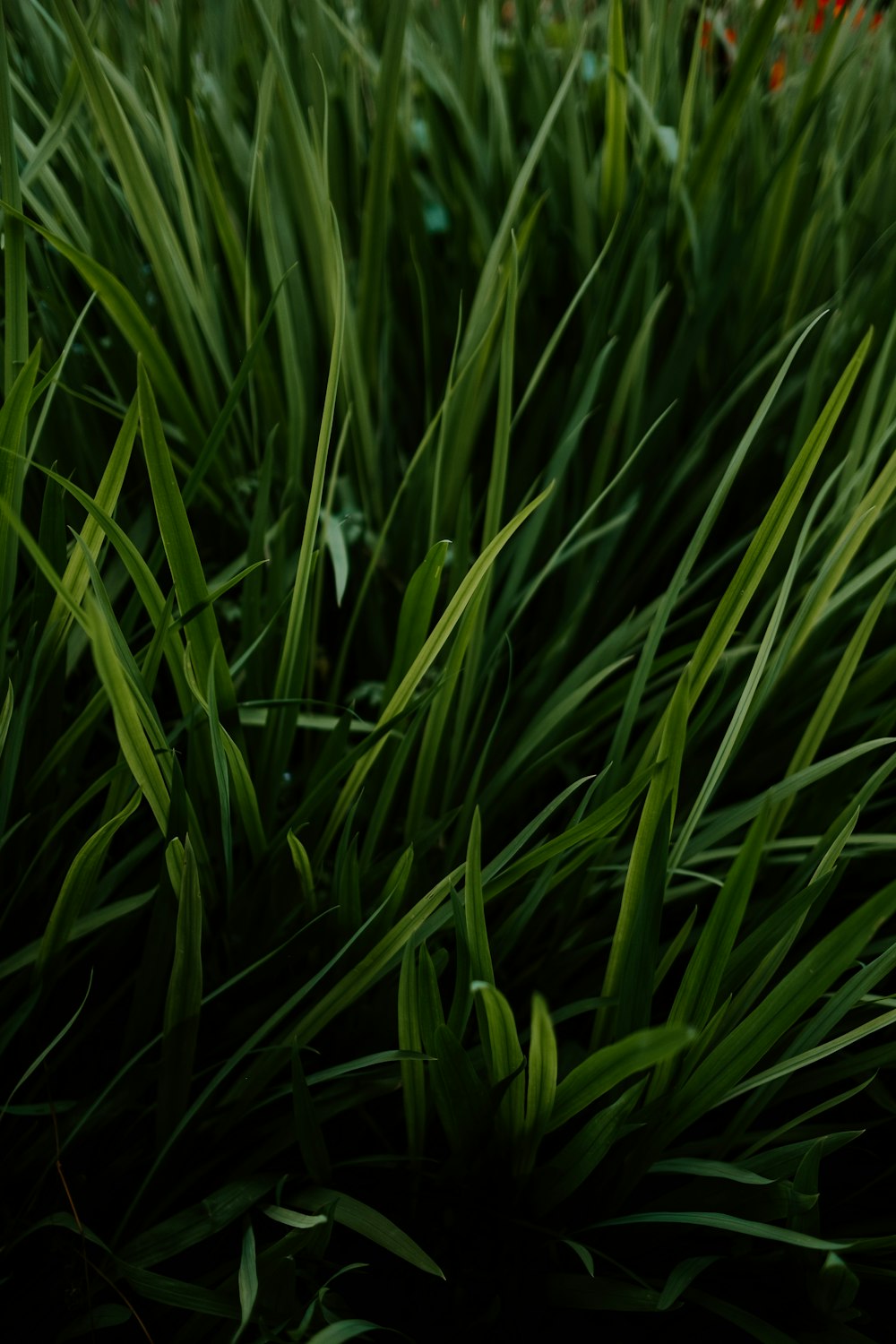 selective focus photography of green-leafed plants