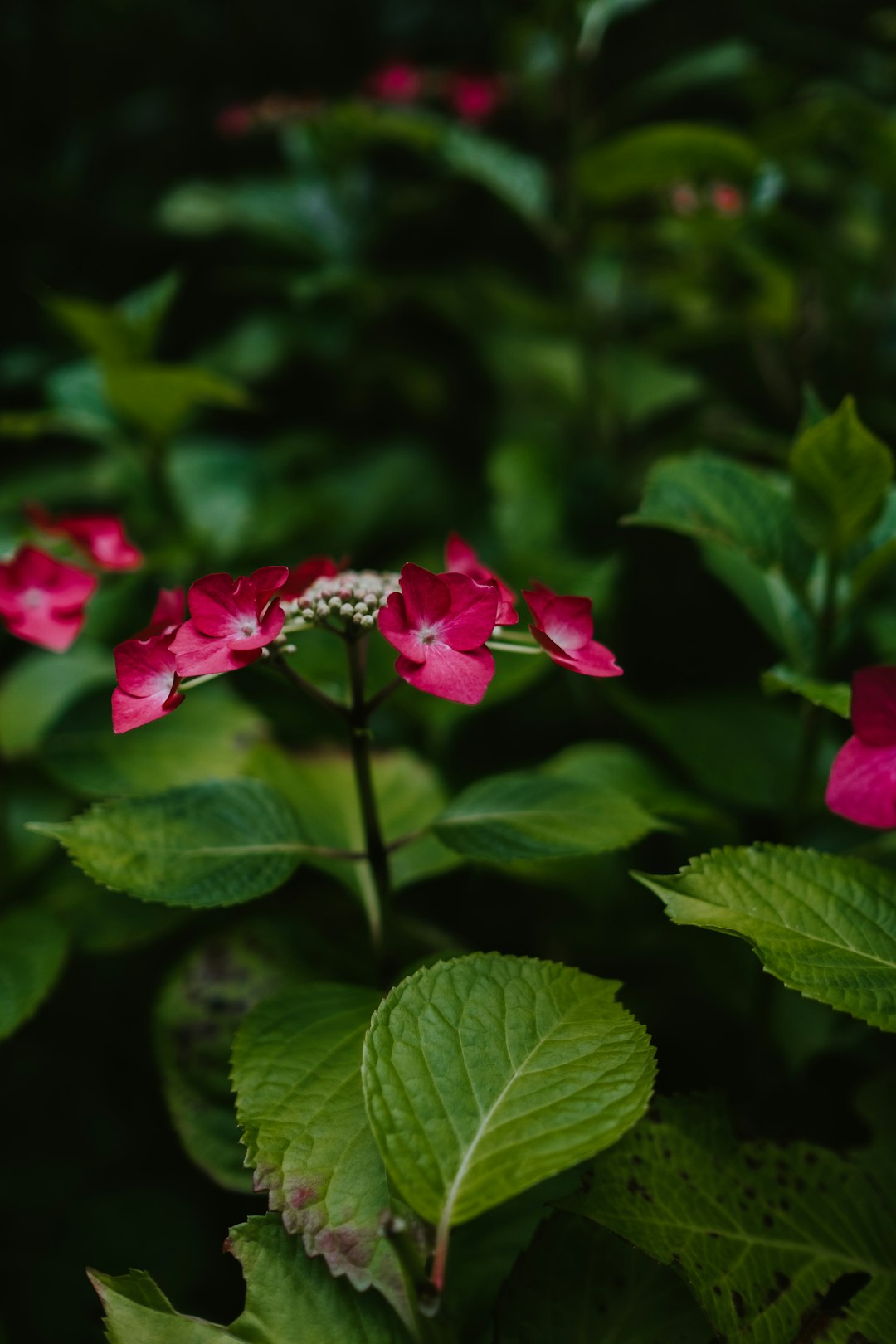 red flowered plant