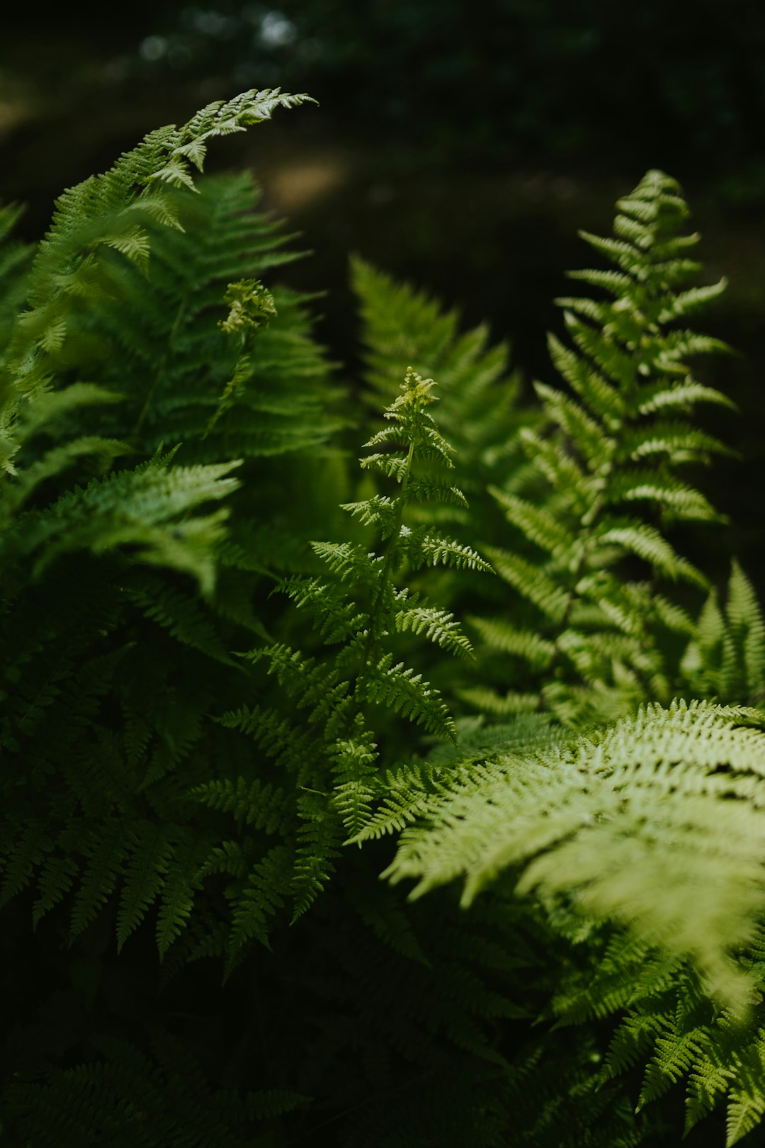 green leafed plant