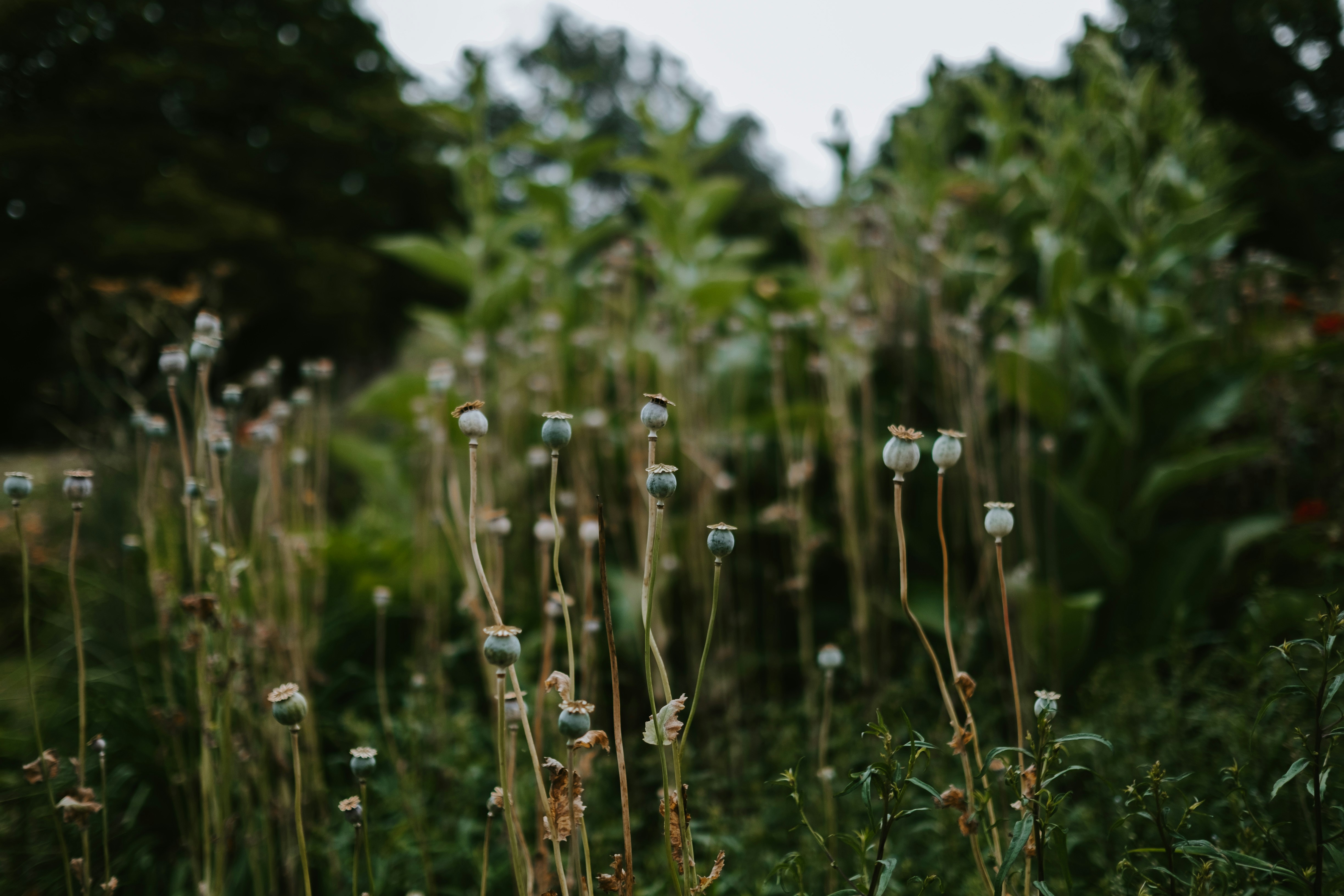 Photo by anniespratt