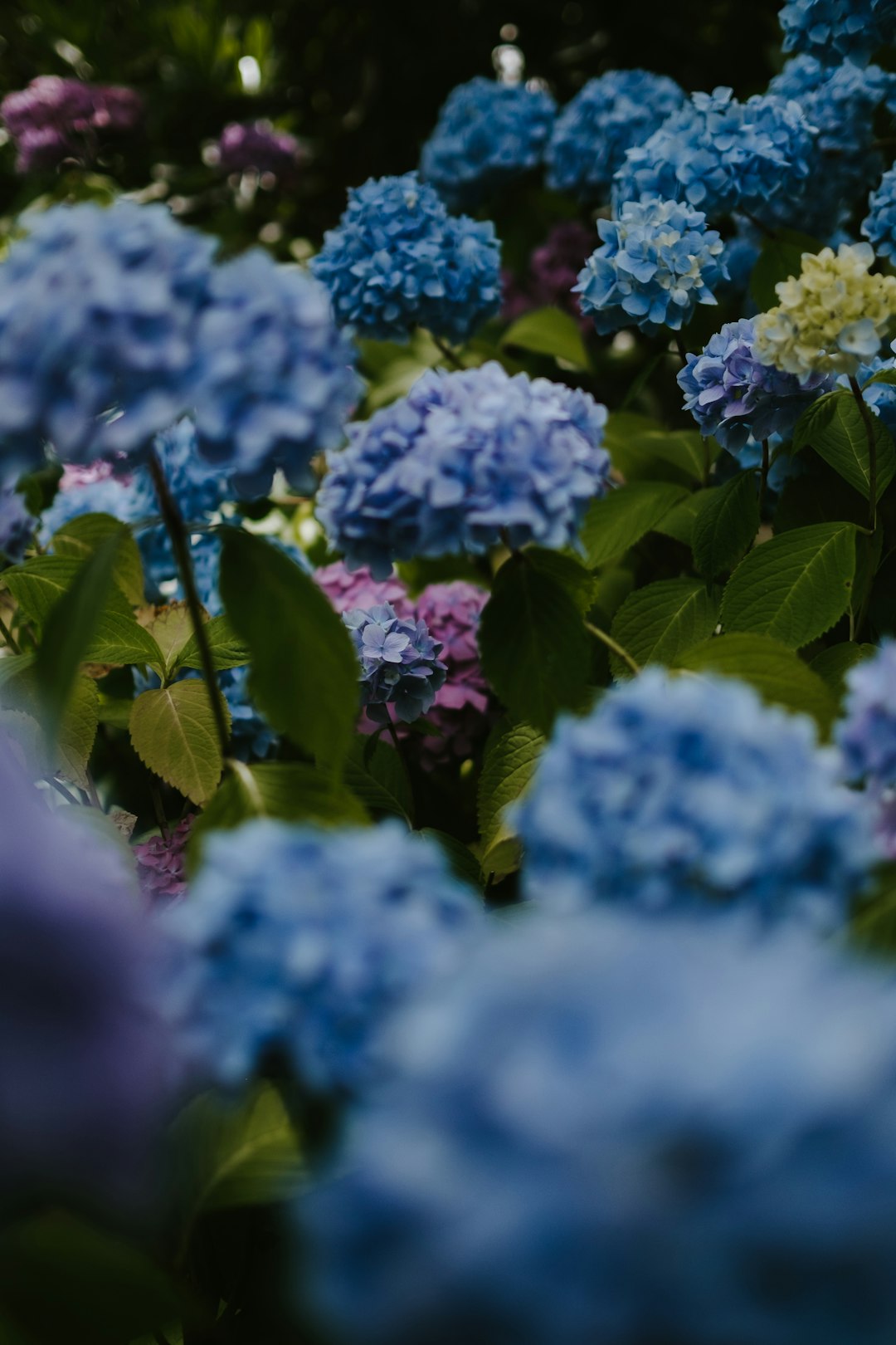 blue-petaled flowers