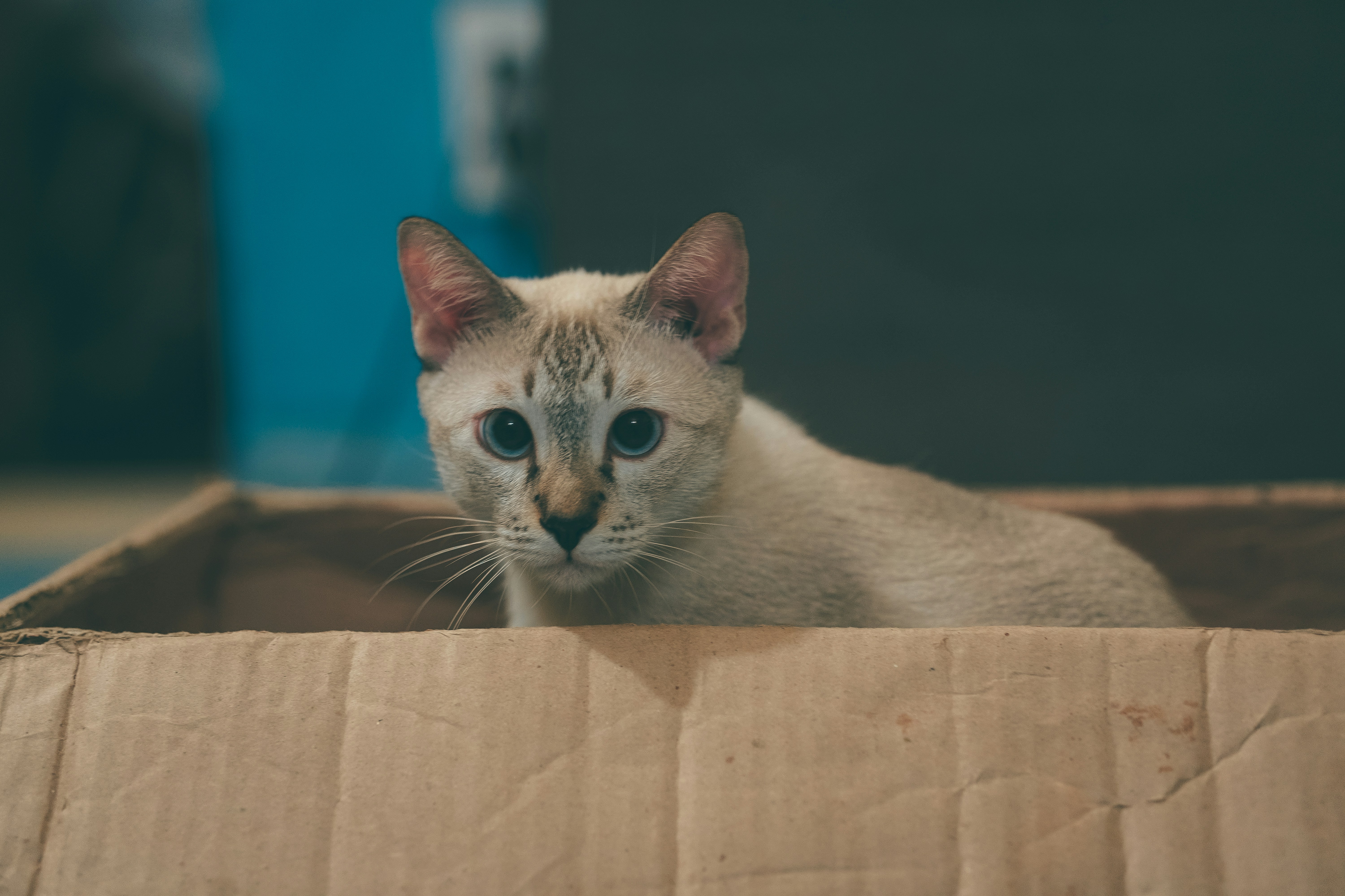 Litter Box Bliss: Your Guide to Litter Training Your Cat