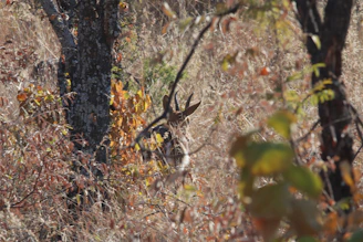 A curious deer peeking through autumn-colored foliage in a serene woodland