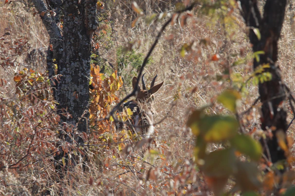 A curious deer peeking through autumn-colored foliage in a serene woodland