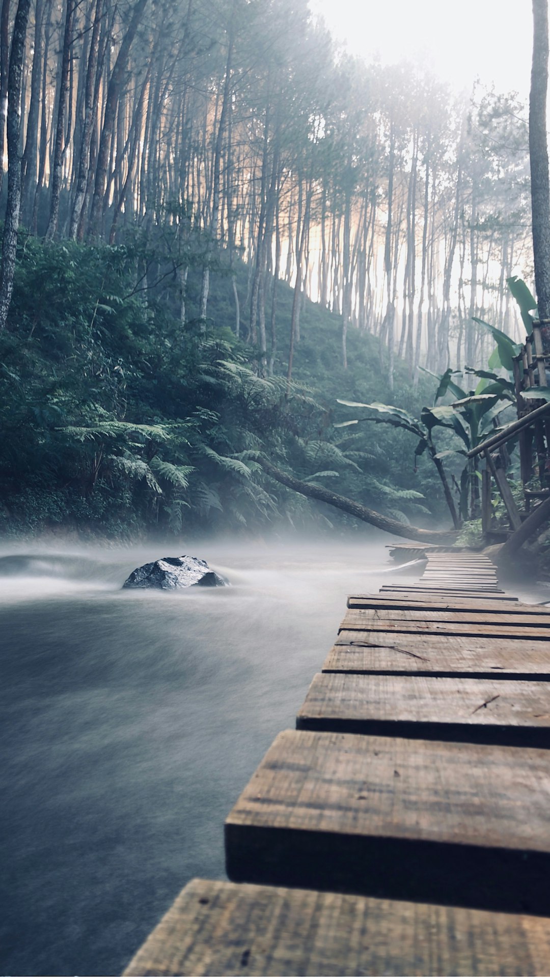 Forest photo spot Kampung Singkur Gunung Putri