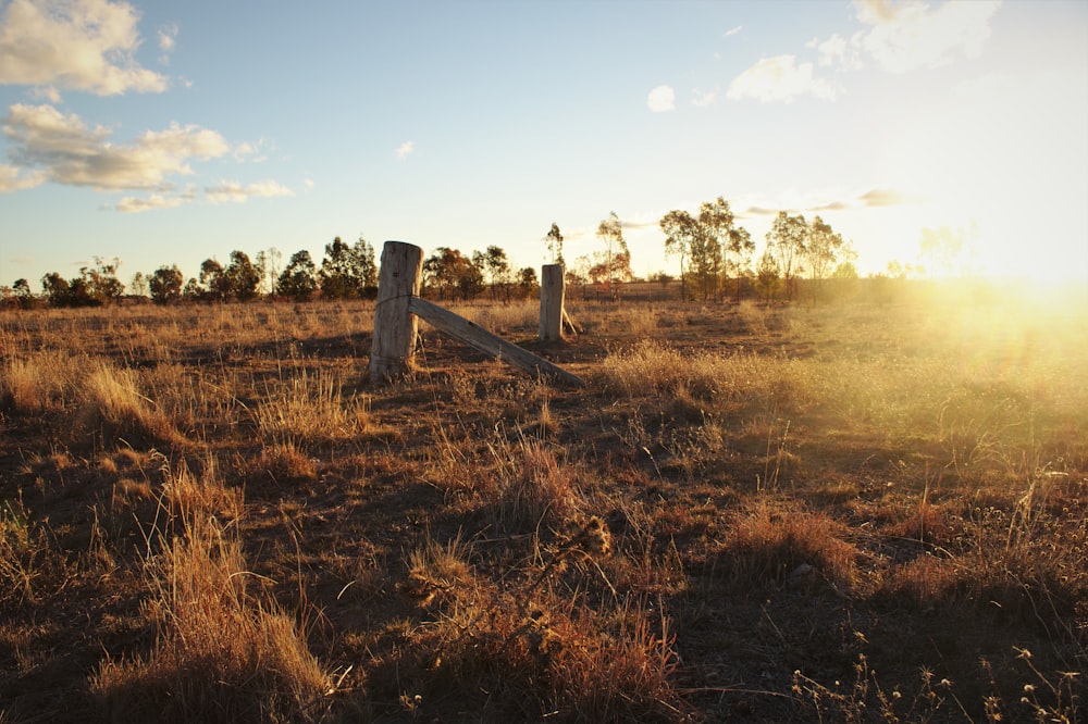 Campo de grama marrom