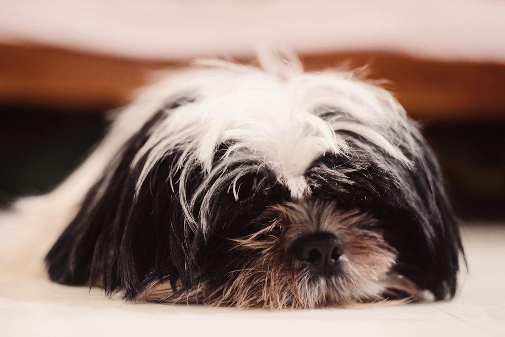 adult white and black Shih-Tzu lying