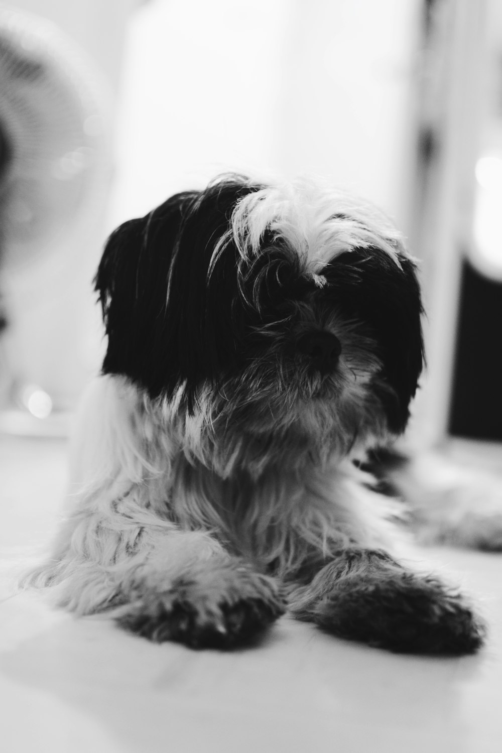 grayscale photograph of dog