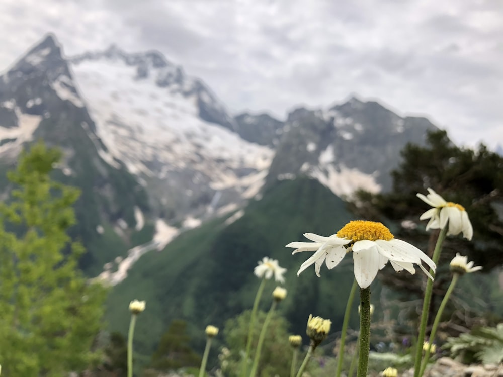 selective-focus photograph of white-petaled flower