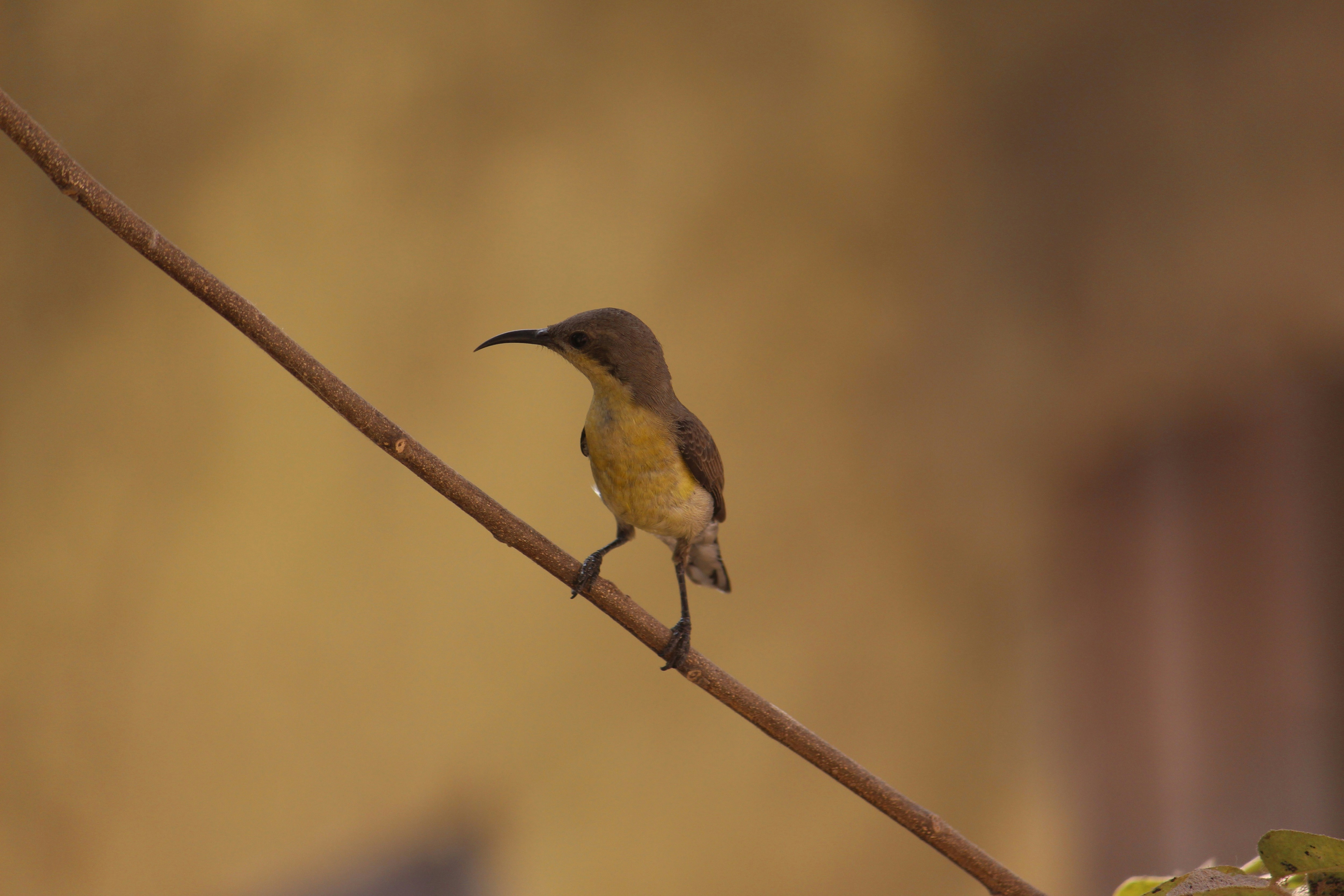 Photo by nirajbariya