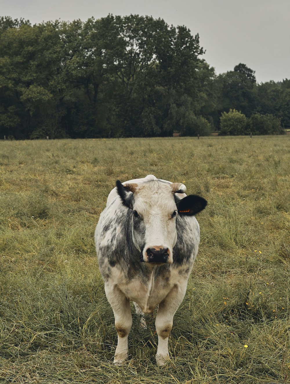 vaca branca e preta em um campo de grama verde durante o dia