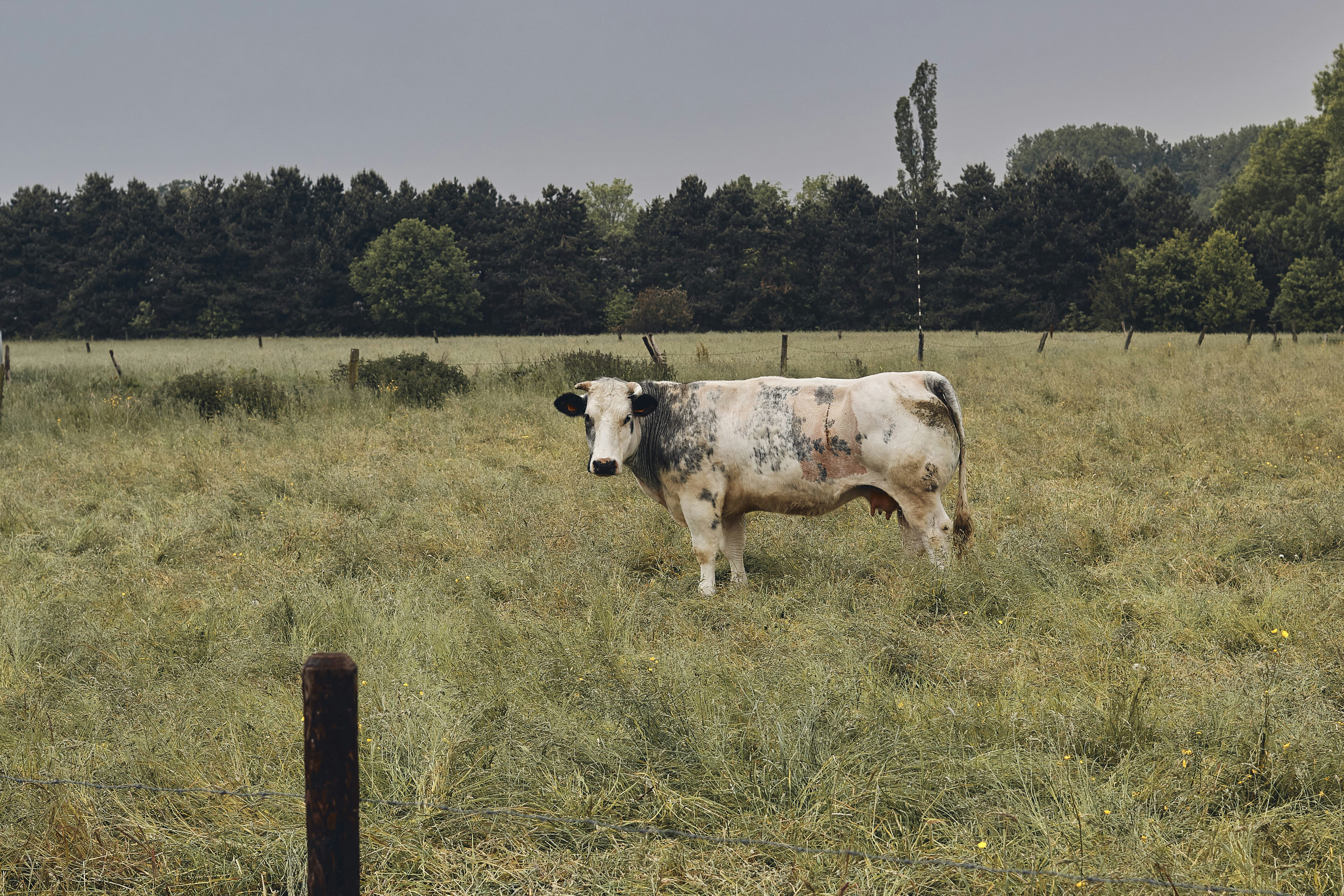 brown cattle on field