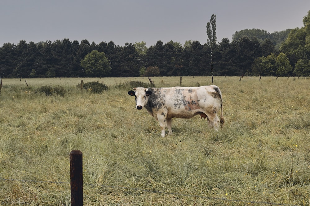 brown cattle on field