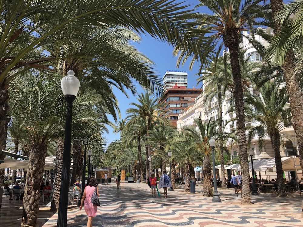 palm trees in city