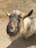 A goat with a long beard and horns stands on a sandy surface, looking up. Its coat is a mix of gray and brown shades, and its expression appears curious and friendly. In the background, there is a patch of grass and a muddy area.