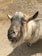 A goat with a long beard and horns stands on a sandy surface, looking up. Its coat is a mix of gray and brown shades, and its expression appears curious and friendly. In the background, there is a patch of grass and a muddy area.