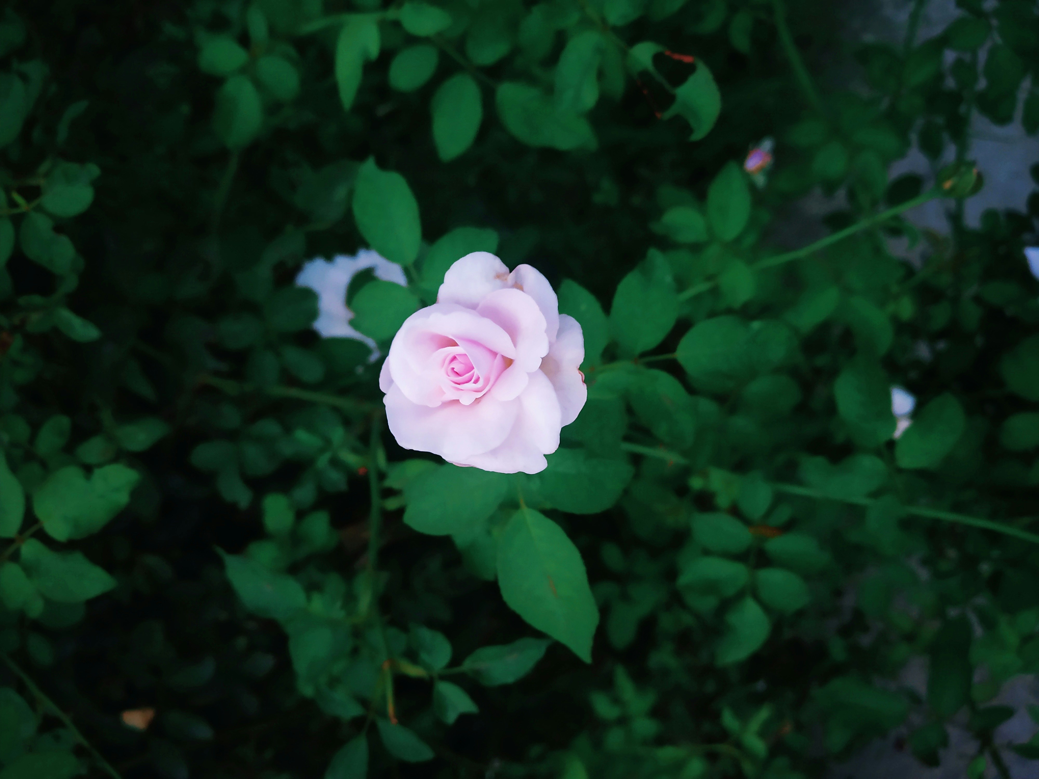 Photo by ossmwallpapers