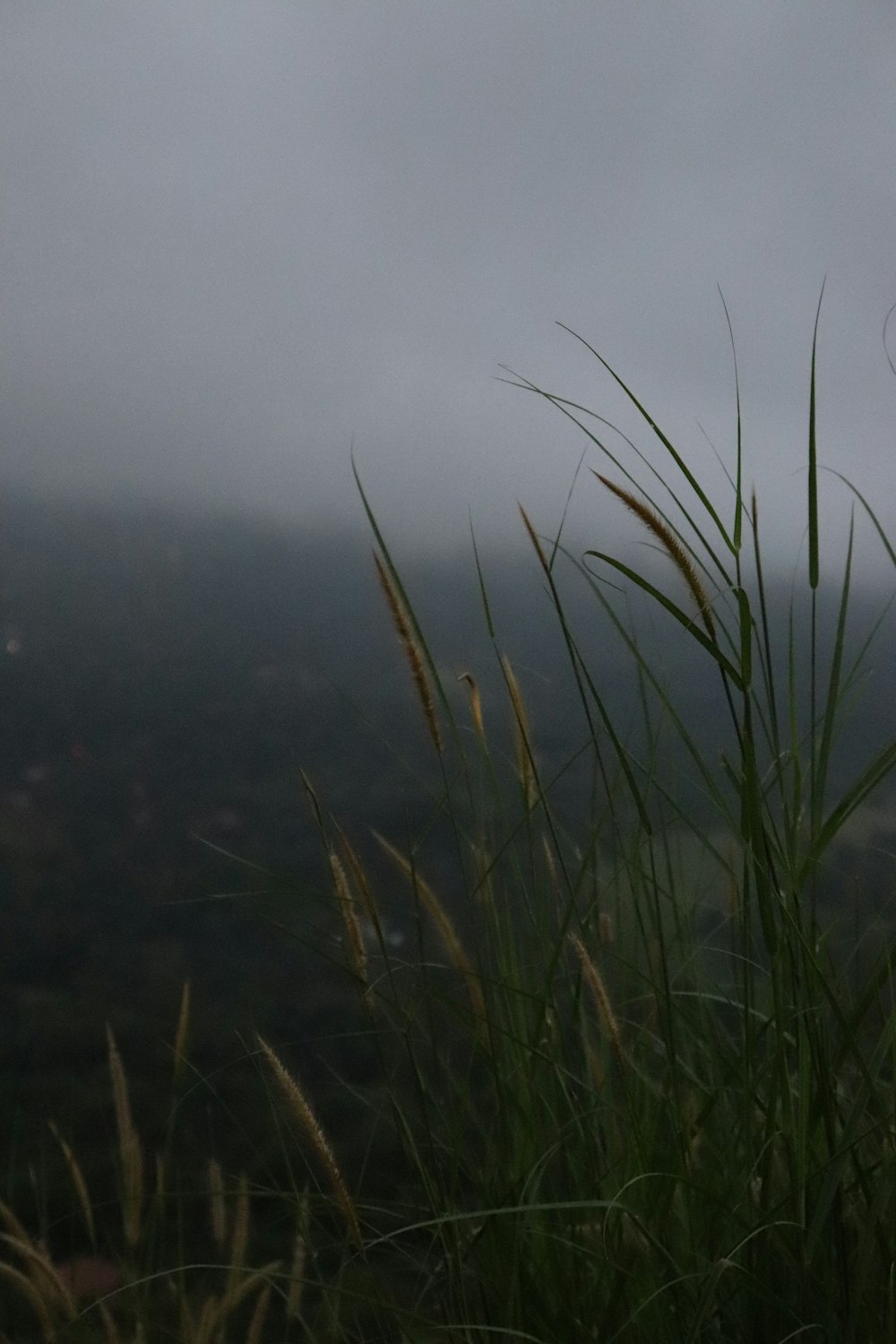 closeup photo of green grass